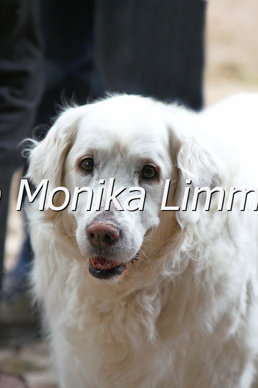 005M9110_e_ohne leine.jpg